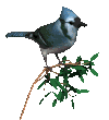 blåfågel